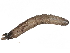  ( - BIOUG99519-C04)  @11 [ ] CreativeCommons - Attribution Non-Commercial Share-Alike (2023) CBG Photography Group Centre for Biodiversity Genomics