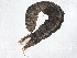  ( - BIOUG99519-C06)  @11 [ ] CreativeCommons - Attribution Non-Commercial Share-Alike (2023) CBG Photography Group Centre for Biodiversity Genomics