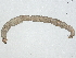  ( - BIOUG99519-C08)  @11 [ ] CreativeCommons - Attribution Non-Commercial Share-Alike (2023) CBG Photography Group Centre for Biodiversity Genomics
