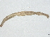  ( - BIOUG99519-E02)  @11 [ ] CreativeCommons - Attribution Non-Commercial Share-Alike (2023) CBG Photography Group Centre for Biodiversity Genomics