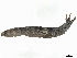  ( - BIOUG99519-F12)  @11 [ ] CreativeCommons - Attribution Non-Commercial Share-Alike (2023) CBG Photography Group Centre for Biodiversity Genomics