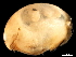  ( - CHARS00292-B08)  @11 [ ] CreativeCommons - Attribution (2019) CBG Photography Group Centre for Biodiversity Genomics