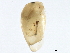  ( - CHARS00293-A08)  @11 [ ] CreativeCommons - Attribution (2019) CBG Photography Group Centre for Biodiversity Genomics