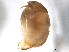  ( - CHARS00293-D03)  @11 [ ] CreativeCommons - Attribution (2019) CBG Photography Group Centre for Biodiversity Genomics