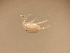 (Atractides inflatipes - CCDB-3867-G03)  @11 [ ] CreativeCommons - Attribution Share-Alike (2020) Unspecified Department of Biology, Faculty of Sciences and Mathematics, Podgorica
