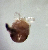  (Atractides stankovici - CCDB-3867-H11)  @11 [ ] CreativeCommons - Attribution Share-Alike (2020) Unspecified Department of Biology, Faculty of Sciences and Mathematics, Podgorica