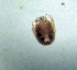  ( - CCDB-3867-H08)  @11 [ ] CreativeCommons - Attribution Share-Alike (2020) Unspecified Department of Biology, Faculty of Sciences and Mathematics, Podgorica