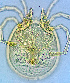  ( - CCDB-3867-E09)  @11 [ ] CreativeCommons - Attribution Share-Alike (2021) Unspecified Department of Biology, Faculty of Sciences and Mathematics, Podgorica