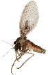  ( - NMPC-DIP-0006)  @11 [ ] CreativeCommons - Attribution Non-Commercial Share-Alike (2016) Dominik Vondracek National Museum of Natural History, Prague
