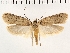 ( - NMPC-LEP-0158)  @11 [ ] CreativeCommons - Attribution Non-Commercial Share-Alike (2018) Jan Sumpich National Museum of Natural History, Prague