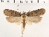  ( - NMPC-LEP-0159)  @11 [ ] CreativeCommons - Attribution Non-Commercial Share-Alike (2018) Jan Sumpich National Museum of Natural History, Prague