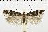 ( - NMPC-LEP-0370)  @14 [ ] CreativeCommons - Attribution Non-Commercial Share-Alike (2018) Jan Sumpich National Museum of Natural History, Prague