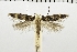  ( - NMPC-LEP-0362)  @11 [ ] CreativeCommons - Attribution Non-Commercial Share-Alike (2018) Jan Sumpich National Museum of Natural History, Prague