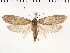  ( - NMPC-LEP-0167)  @11 [ ] CreativeCommons - Attribution Non-Commercial Share-Alike (2018) Jan Sumpich National Museum of Natural History, Prague