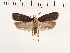  ( - NMPC-LEP-0163)  @11 [ ] CreativeCommons - Attribution Non-Commercial Share-Alike (2018) Jan Sumpich National Museum of Natural History, Prague