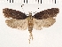  ( - NMPC-LEP-0164)  @11 [ ] CreativeCommons - Attribution Non-Commercial Share-Alike (2018) Jan Sumpich National Museum of Natural History, Prague