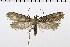  ( - NMPC-LEP-0293)  @11 [ ] CreativeCommons - Attribution Non-Commercial Share-Alike (2018) Jan Sumpich National Museum of Natural History, Prague