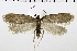  ( - NMPC-LEP-0294)  @11 [ ] CreativeCommons - Attribution Non-Commercial Share-Alike (2018) Jan Sumpich National Museum of Natural History, Prague