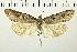  ( - NMPC-LEP-0173)  @11 [ ] CreativeCommons - Attribution Non-Commercial Share-Alike (2018) Jan Sumpich National Museum of Natural History, Prague