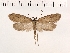  (Exaeretia - NMPC-LEP-0150)  @15 [ ] CreativeCommons - Attribution Non-Commercial Share-Alike (2018) Jan Sumpich National Museum of Natural History, Prague