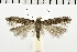  ( - NMPC-LEP-0357)  @13 [ ] CreativeCommons - Attribution Non-Commercial Share-Alike (2018) Jan Sumpich National Museum of Natural History, Prague