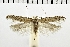  ( - NMPC-LEP-0355)  @11 [ ] CreativeCommons - Attribution Non-Commercial Share-Alike (2018) Jan Sumpich National Museum of Natural History, Prague
