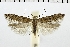  ( - NMPC-LEP-0326)  @13 [ ] CreativeCommons - Attribution Non-Commercial Share-Alike (2018) Jan Sumpich National Museum of Natural History, Prague