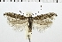  ( - NMPC-LEP-0346)  @14 [ ] CreativeCommons - Attribution Non-Commercial Share-Alike (2018) Jan Sumpich National Museum of Natural History, Prague