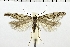  ( - NMPC-LEP-0340)  @11 [ ] CreativeCommons - Attribution Non-Commercial Share-Alike (2018) Jan Sumpich National Museum of Natural History, Prague