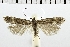  ( - NMPC-LEP-0347)  @11 [ ] CreativeCommons - Attribution Non-Commercial Share-Alike (2018) Jan Sumpich National Museum of Natural History, Prague