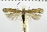  ( - NMPC-LEP-0330)  @11 [ ] CreativeCommons - Attribution Non-Commercial Share-Alike (2018) Jan Sumpich National Museum of Natural History, Prague