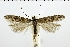  ( - NMPC-LEP-0342)  @14 [ ] CreativeCommons - Attribution Non-Commercial Share-Alike (2018) Jan Sumpich National Museum of Natural History, Prague