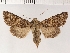  ( - NMPC-LEP-0134)  @11 [ ] CreativeCommons - Attribution Non-Commercial Share-Alike (2018) Jan Sumpich National Museum of Natural History, Prague