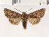  ( - NMPC-LEP-0135)  @11 [ ] CreativeCommons - Attribution Non-Commercial Share-Alike (2018) Jan Sumpich National Museum of Natural History, Prague