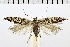  ( - NMPC-LEP-0315)  @11 [ ] CreativeCommons - Attribution Non-Commercial Share-Alike (2018) Jan Sumpich National Museum of Natural History, Prague
