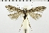  ( - NMPC-LEP-0316)  @11 [ ] CreativeCommons - Attribution Non-Commercial Share-Alike (2018) Jan Sumpich National Museum of Natural History, Prague