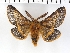  (Lemonia batavorum - NMPC-LEP-0130)  @11 [ ] CreativeCommons - Attribution Non-Commercial Share-Alike (2018) Jan Sumpich National Museum of Natural History, Prague