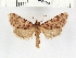  ( - NMPC-LEP-0034)  @11 [ ] CreativeCommons - Attribution Non-Commercial Share-Alike (2017) Jan Sumpich National Museum of Natural History, Prague