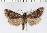  ( - NMPC-LEP-0069)  @11 [ ] CreativeCommons - Attribution Non-Commercial Share-Alike (2017) Jan Sumpich National Museum of Natural History, Prague