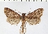  ( - NMPC-LEP-0070)  @11 [ ] CreativeCommons - Attribution Non-Commercial Share-Alike (2017) Jan Sumpich National Museum of Natural History, Prague