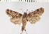  ( - NMPC-LEP-0071)  @11 [ ] CreativeCommons - Attribution Non-Commercial Share-Alike (2017) Jan Sumpich National Museum of Natural History, Prague
