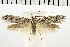  ( - NMPC-LEP-0181)  @11 [ ] CreativeCommons - Attribution Non-Commercial Share-Alike (2018) Jan Sumpich National Museum of Natural History, Prague