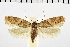  ( - NMPC-LEP-0180)  @11 [ ] CreativeCommons - Attribution Non-Commercial Share-Alike (2018) Jan Sumpich National Museum of Natural History, Prague