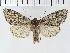  ( - NMPC-LEP-0219)  @11 [ ] CreativeCommons - Attribution Non-Commercial Share-Alike (2018) Jan Sumpich National Museum of Natural History, Prague