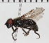  (Cheilosia crassiseta - KLMDip00392)  @11 [ ] © (2033) Heimburg Landesmuseum Kaernten