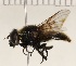 (Cheilosia venosa - KLM Dip 00337)  @11 [ ] CreativeCommons Attribution NonCommercial ShareAlike (2020) Helge Heimburg Landesmuseum Kaernten