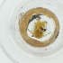  ( - DODD_017_D3)  @11 [ ] by  Genome Research Ltd as Wellcome Sanger Institute Genome Research Limited operating as Wellcome Sanger Institute