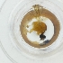  ( - DODD_017_E2)  @11 [ ] by  Genome Research Ltd as Wellcome Sanger Institute Genome Research Limited operating as Wellcome Sanger Institute
