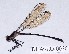  (Teinopodagrion c.f. setigerum - DLW-EO-0030)  @11 [ ] CreativeCommons - Attribution Non-Commercial (2014) William Haber University of Connecticut, Storrs, CT