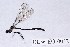  (Teinopodagrion curtum - DLW-EO-0032)  @11 [ ] CreativeCommons - Attribution Non-Commercial (2014) William Haber University of Connecticut, Storrs, CT